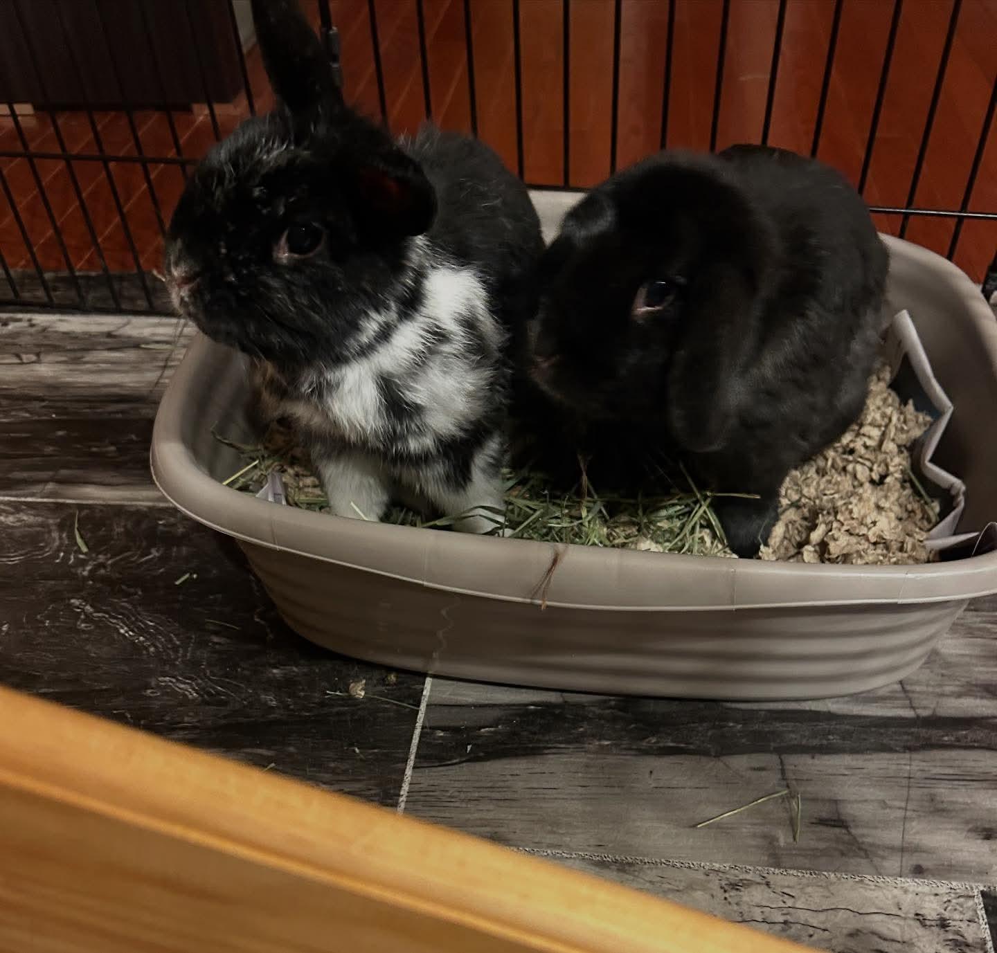 Enlarge *Ninja and Nugget, a Adoptable Netherland Dwarf in Waynesboro, VA image 1/1