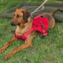 Steele, Young Male Belgian Shepherd / Malinois