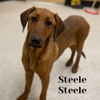 Steele, a Adoptable mixed breed in Manchester, CT image 2/4