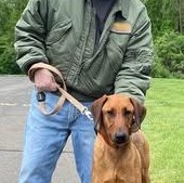 Steele, a Adoptable mixed breed in Manchester, CT image 3/4