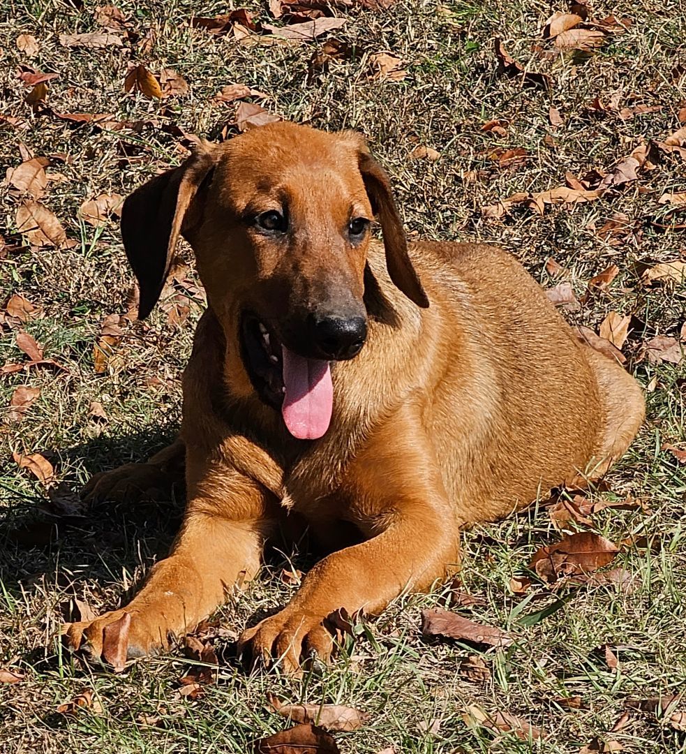Steele, a Adoptable mixed breed in Manchester, CT image 4/4