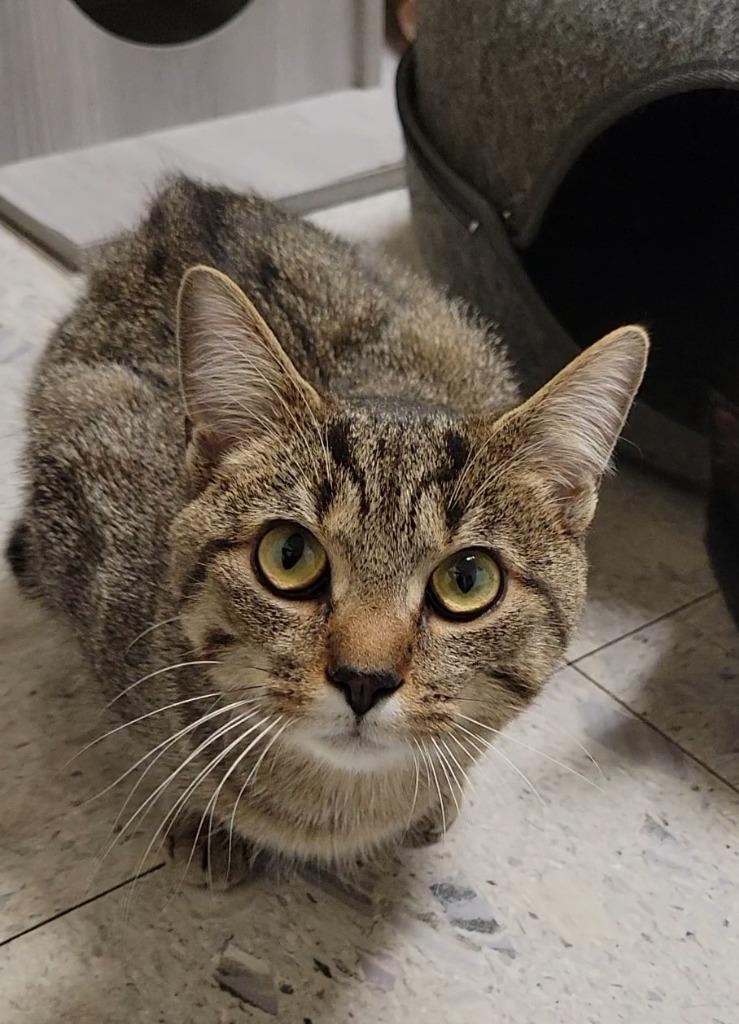 Enlarge NUGGET, a Adoptable mixed breed in Sandusky, OH image 2/3