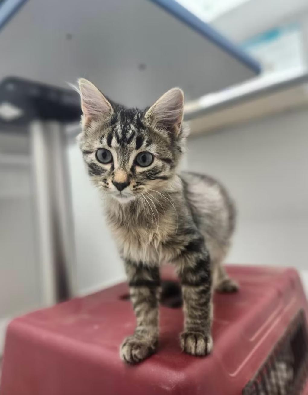 Becca, ADOPTABLE, Young Female Domestic Short Hair.