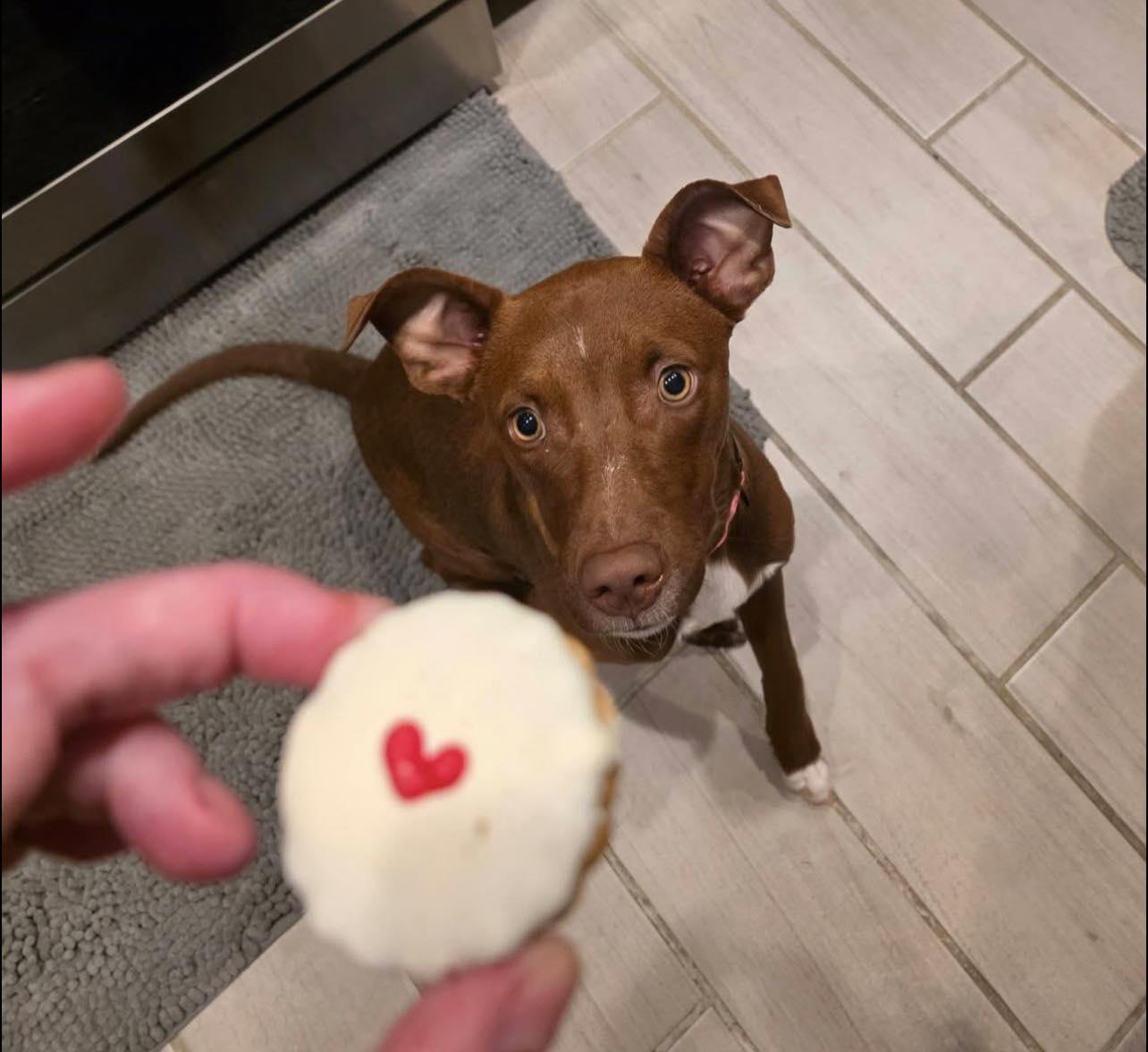 Java Bean, a ADOPTABLE mixed breed in Tucson, AZ image 1/3