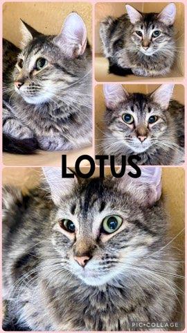 Enlarge LOTUS, a Adoptable Tabby in Lawton, OK image 1/1
