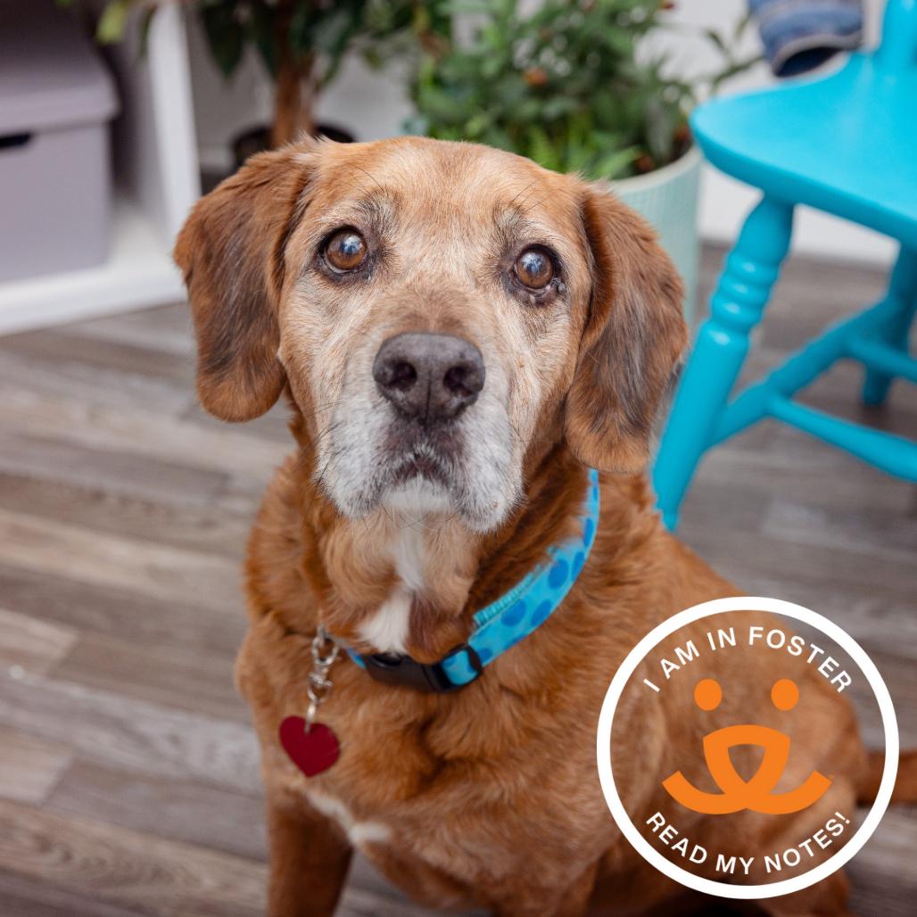 Blake, a Adoptable Golden Retriever in League City, TX image 1/2