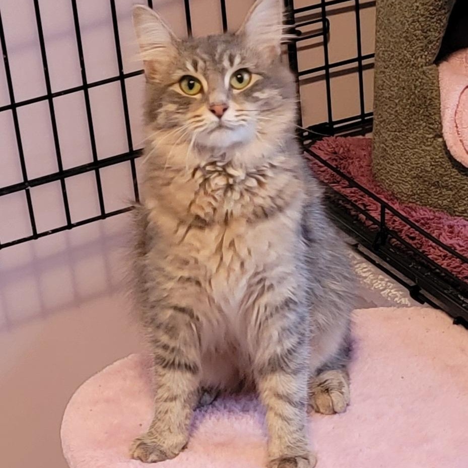 Enlarge Syla, a ADOPTABLE mixed breed in Wyandotte, MI image 4/6