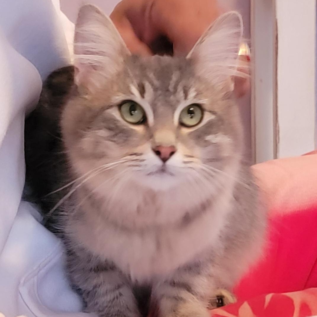 Syla, ADOPTABLE, Kitten Female Domestic Long Hair.