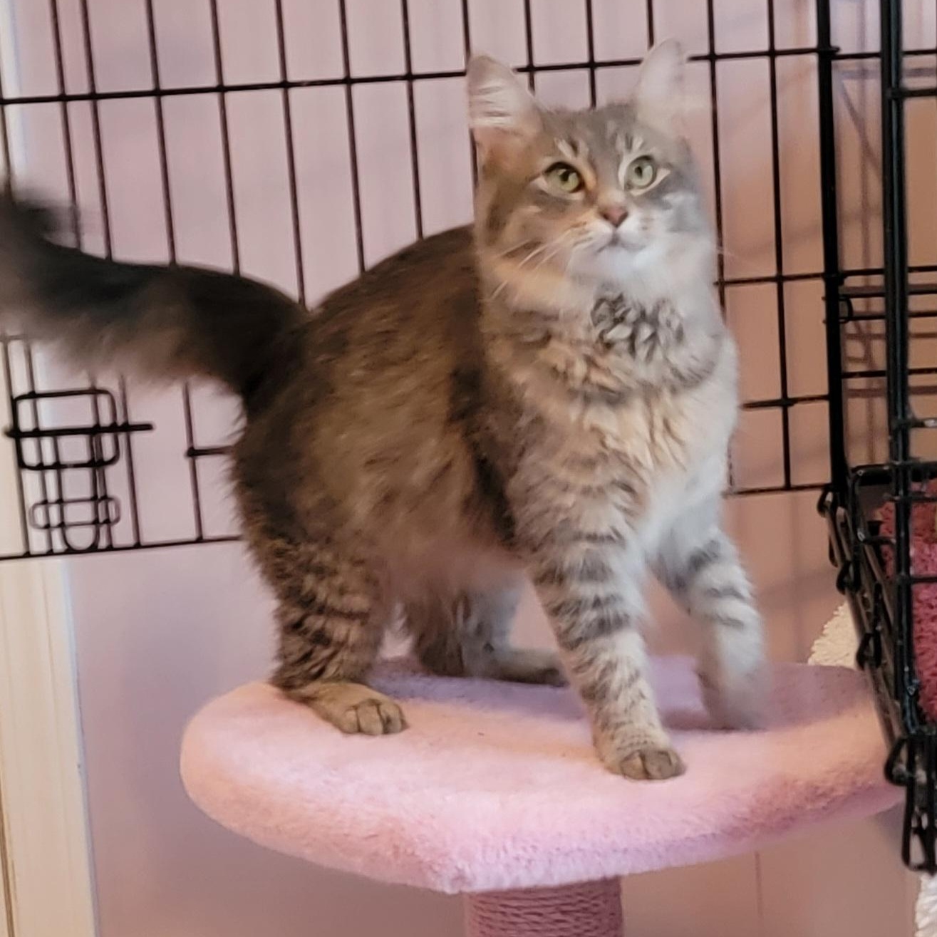 Enlarge Syla, a ADOPTABLE mixed breed in Wyandotte, MI image 6/6