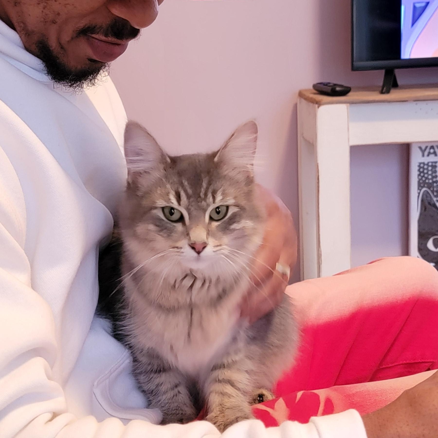 Enlarge Syla, a ADOPTABLE mixed breed in Wyandotte, MI image 5/6