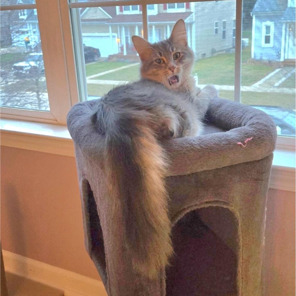 Enlarge Syla, a ADOPTABLE mixed breed in Wyandotte, MI image 3/6