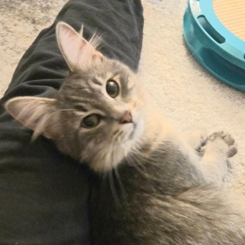 Enlarge Syla, a ADOPTABLE mixed breed in Wyandotte, MI image 2/6