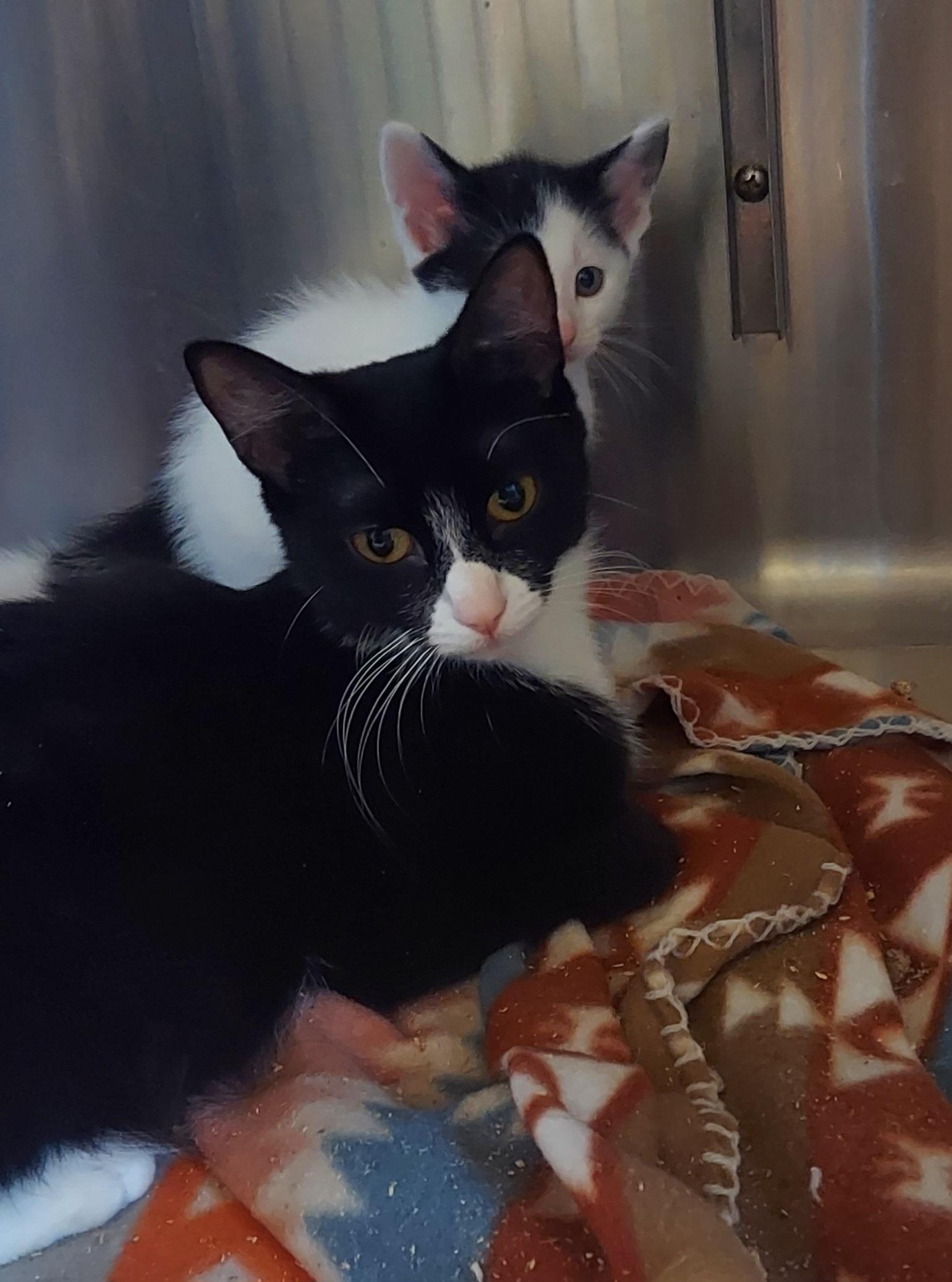 65, ADOPTABLE, Adult Female Domestic Short Hair.