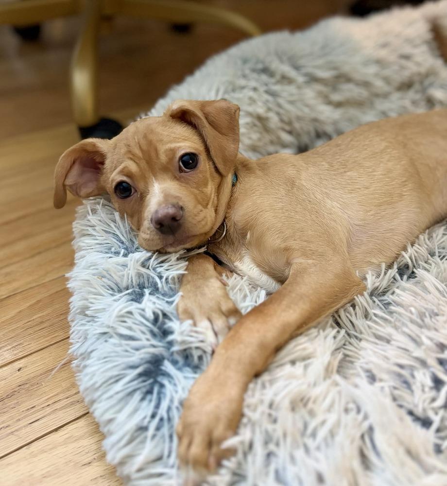 Humphrey, Adoptable, Puppy Male Pit Bull Terrier.