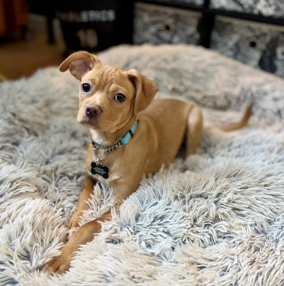 Enlarge Humphrey, a Adoptable mixed breed in Plymouth, MN image 2/5