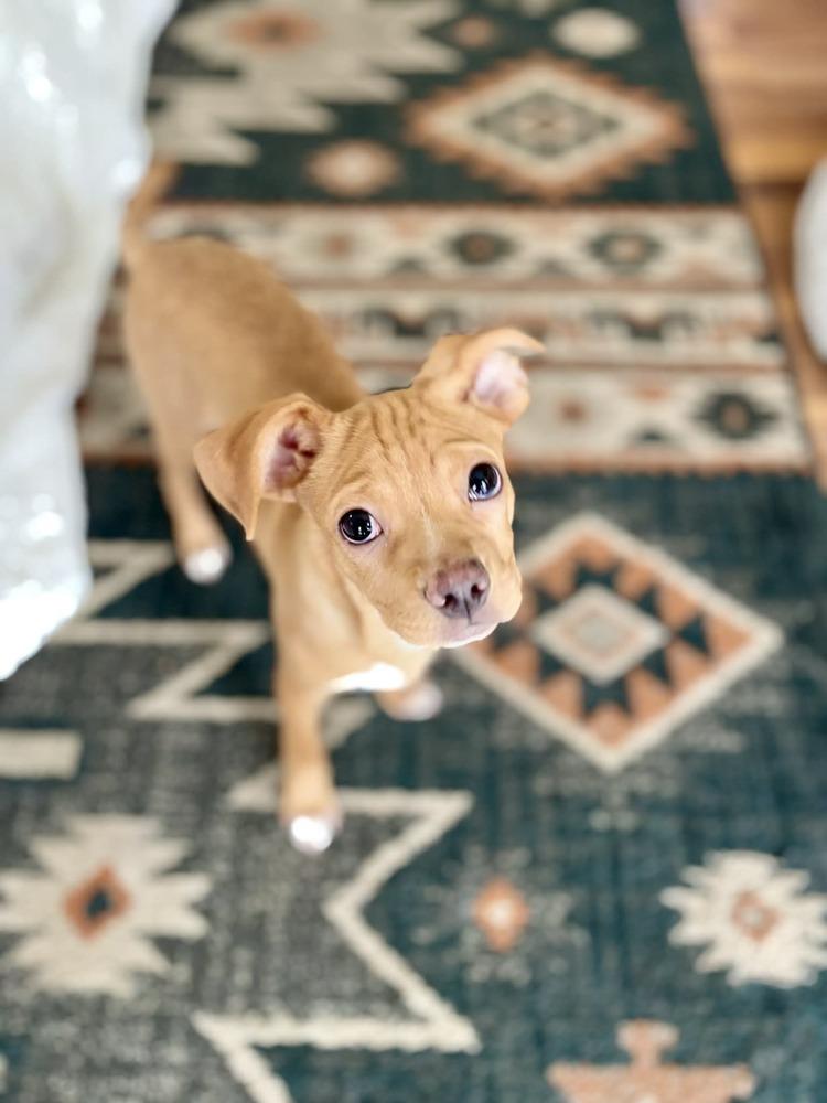 Enlarge Humphrey, a Adoptable mixed breed in Plymouth, MN image 3/5