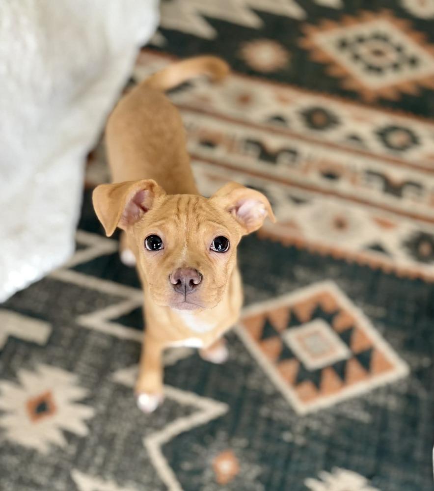 Enlarge Humphrey, a Adoptable mixed breed in Plymouth, MN image 5/5