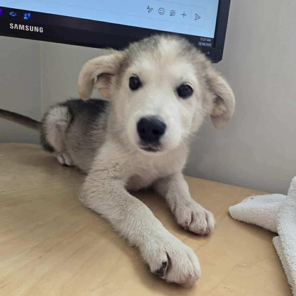 Teela, an adoptable Husky in Winnipeg, MB, R2C 1P2 | Photo Image 5