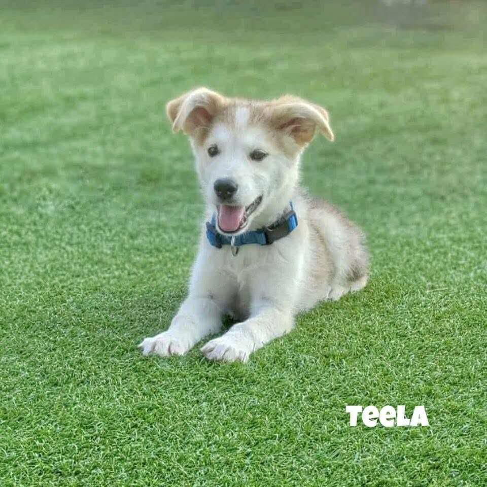 Teela