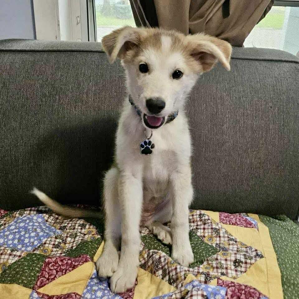 Teela, an adoptable Husky in Winnipeg, MB, R2C 1P2 | Photo Image 3