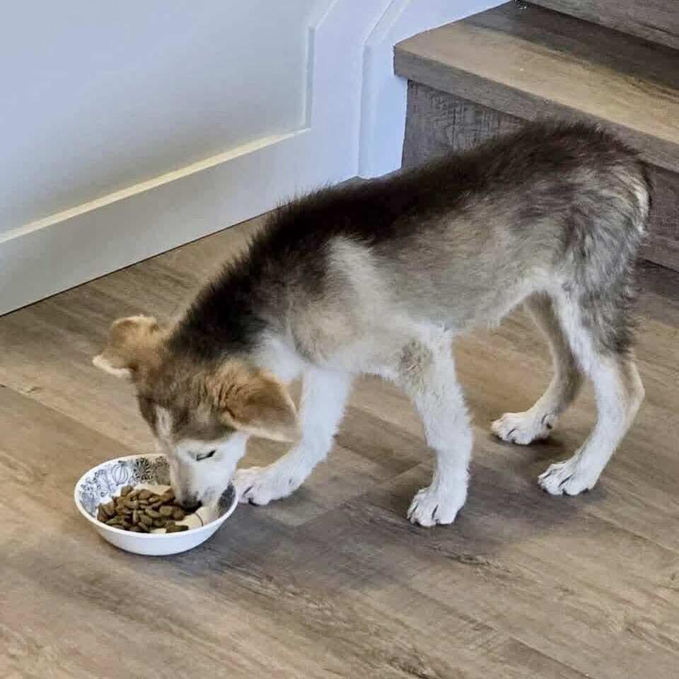 Teela, an adoptable Husky in Winnipeg, MB, R2C 1P2 | Photo Image 2