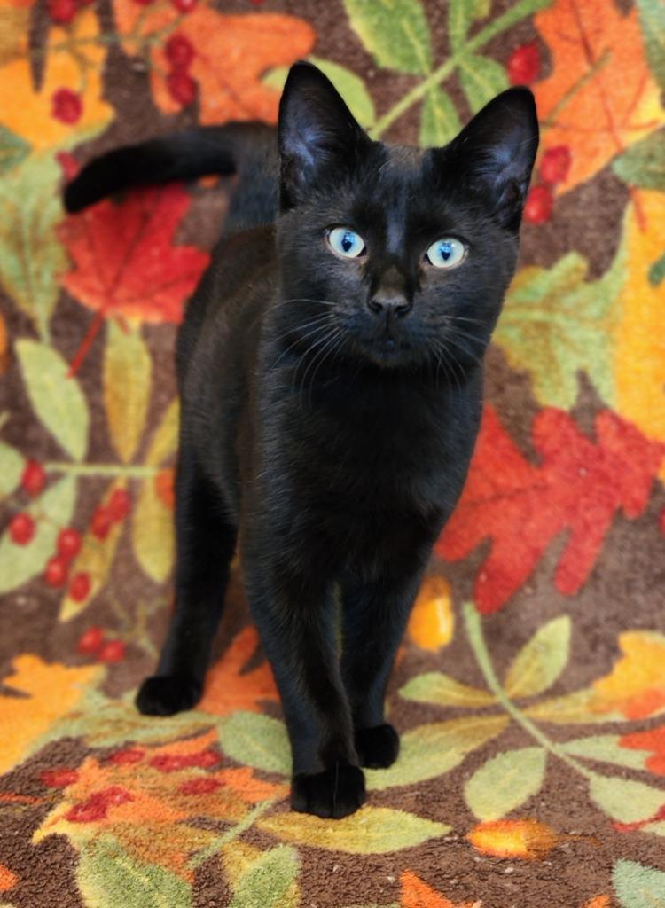 Onyx, Adoptable, Kitten Male Domestic Short Hair.