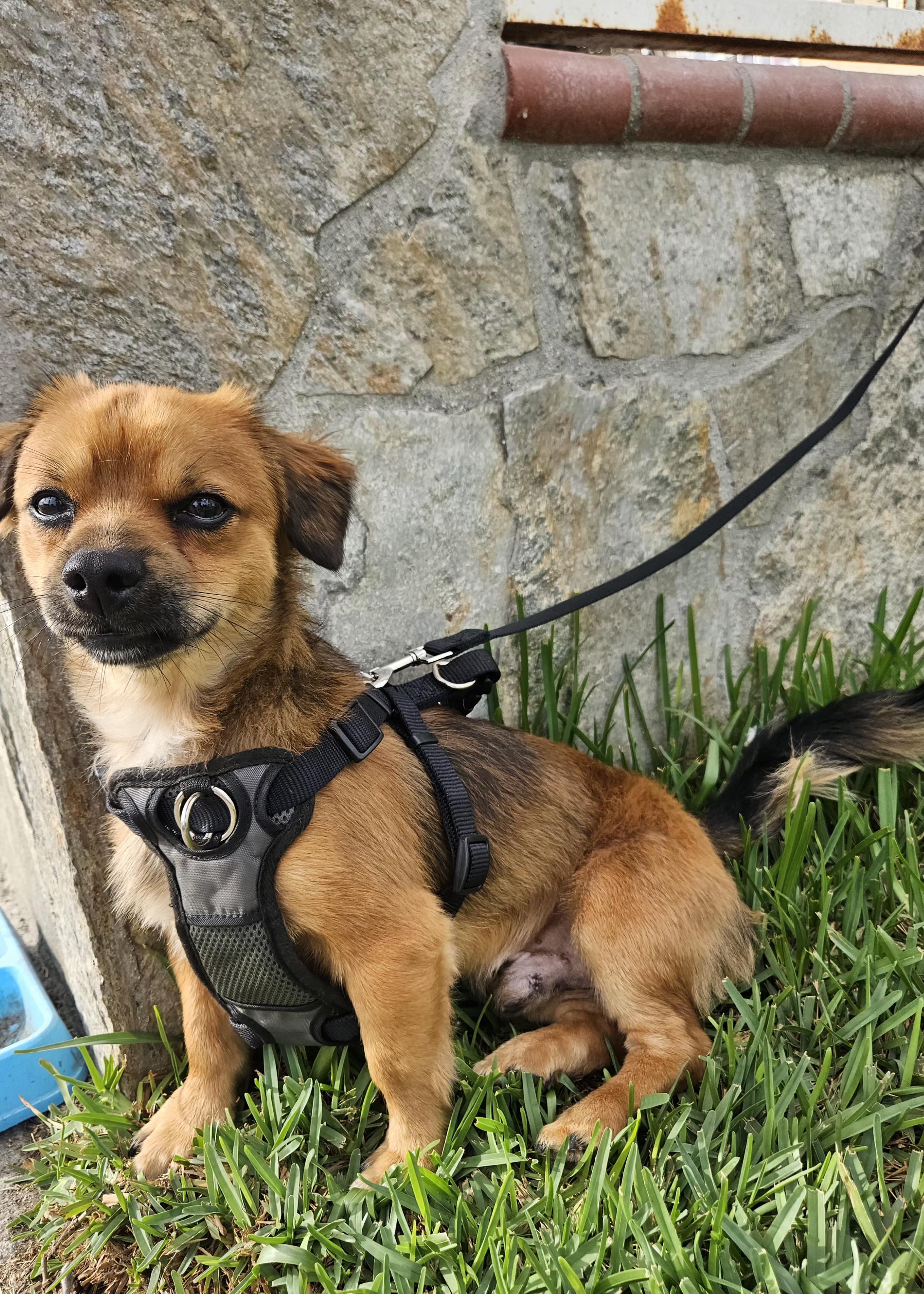 Enlarge Max, an adopted mixed breed in Los Angeles, CA image 3/4