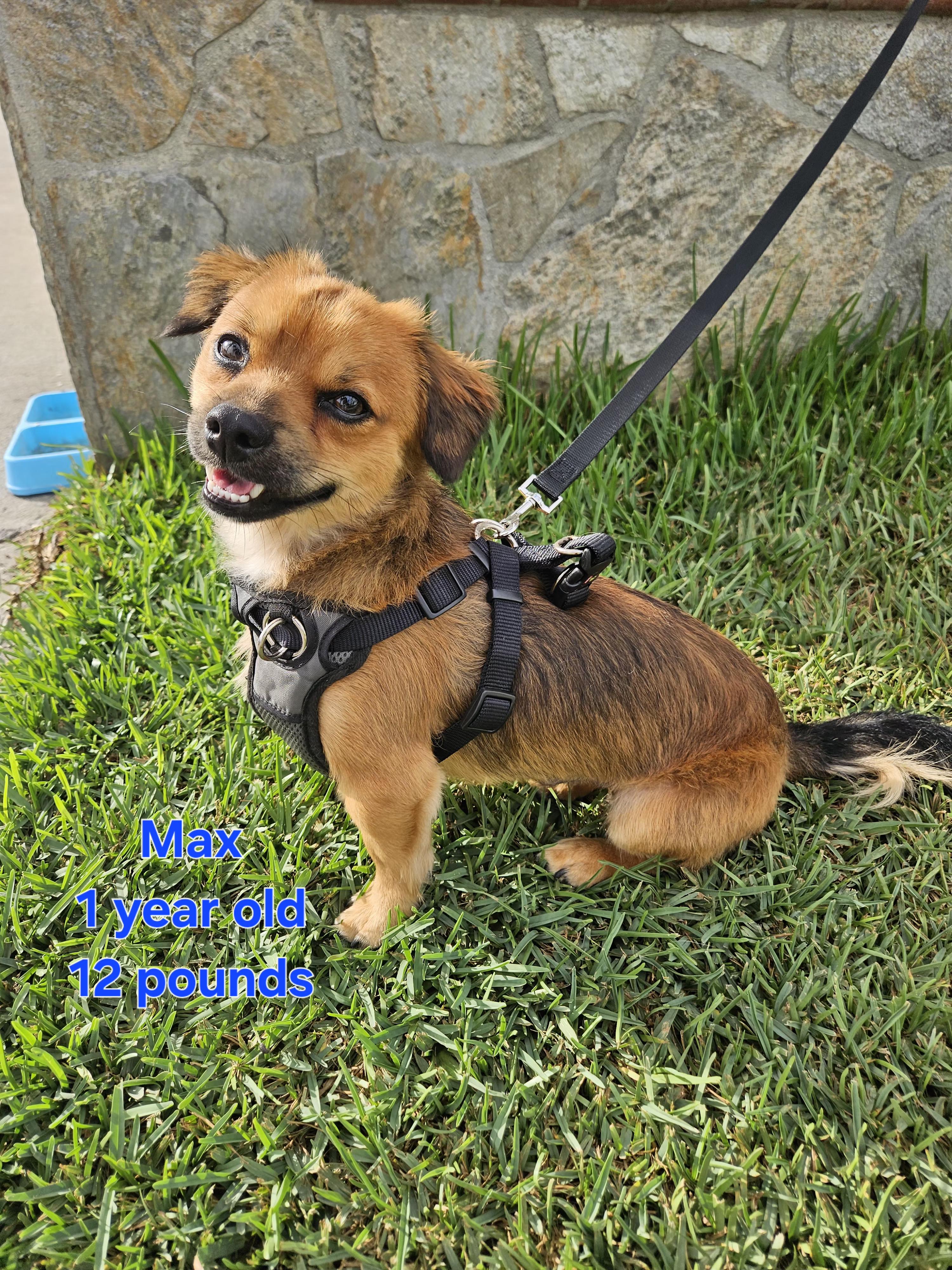 Enlarge Max, an adopted mixed breed in Los Angeles, CA image 1/4