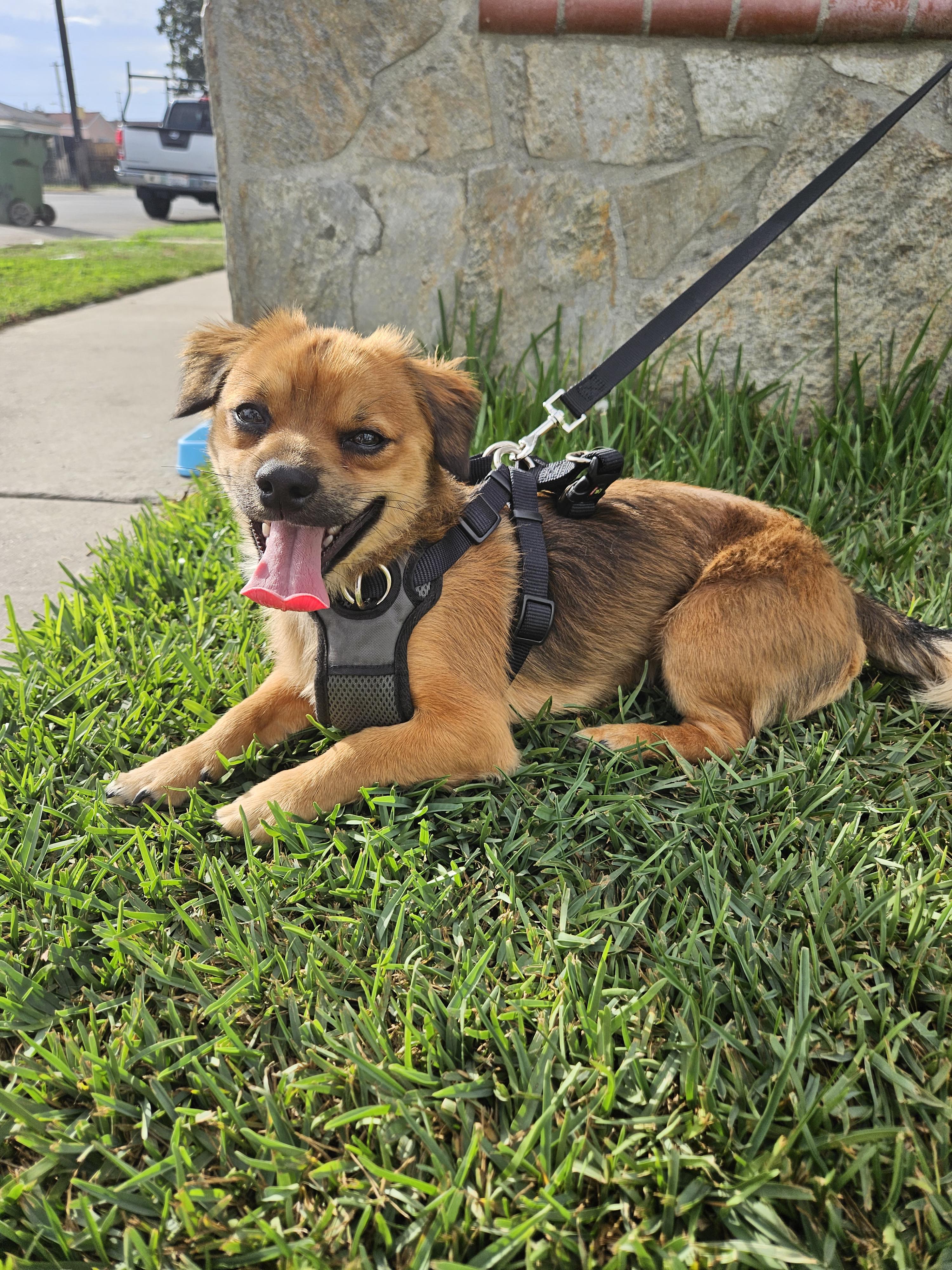Enlarge Max, an adopted mixed breed in Los Angeles, CA image 2/4