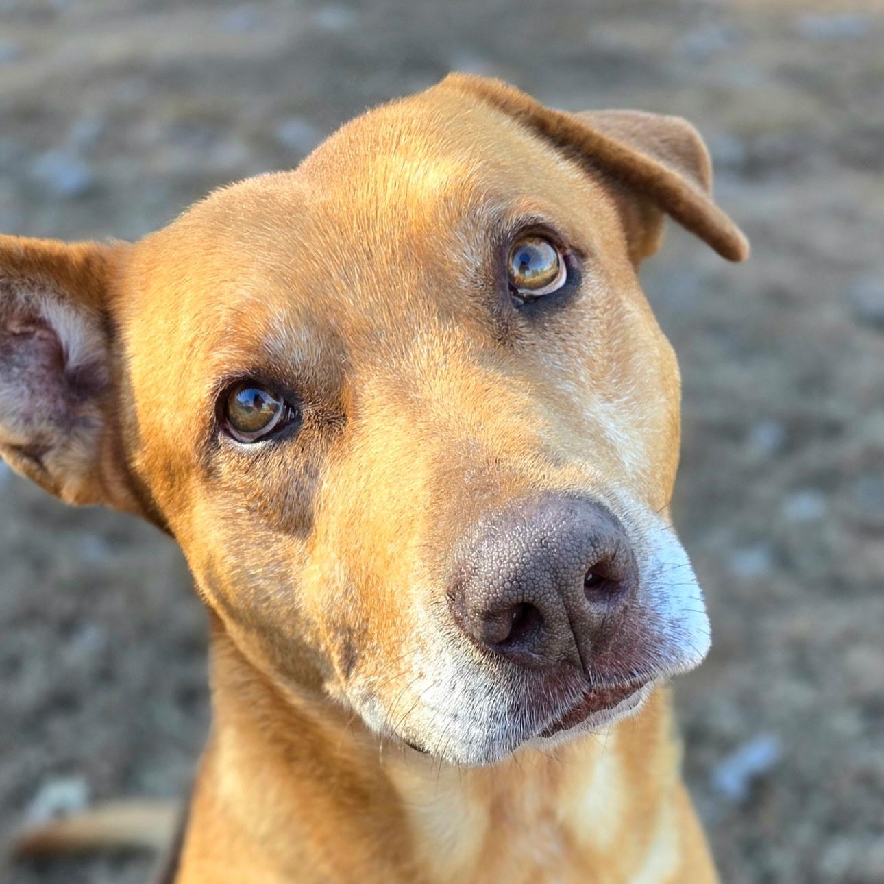 Enlarge Hemmingway, a ADOPTABLE mixed breed in Franklin, NC image 2/4