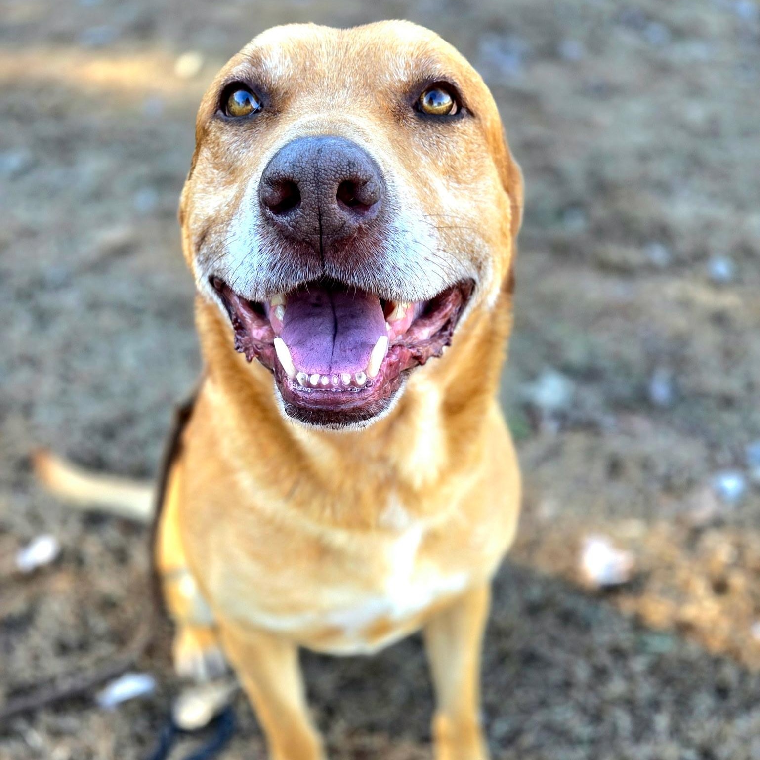 Enlarge Hemmingway, a ADOPTABLE mixed breed in Franklin, NC image 4/4