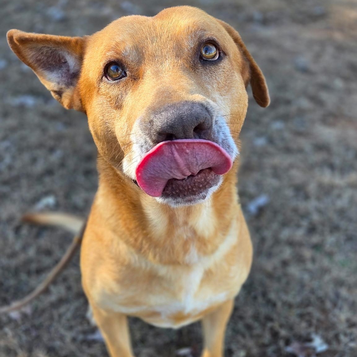 Hemmingway, ADOPTABLE, Adult Male Shepherd.