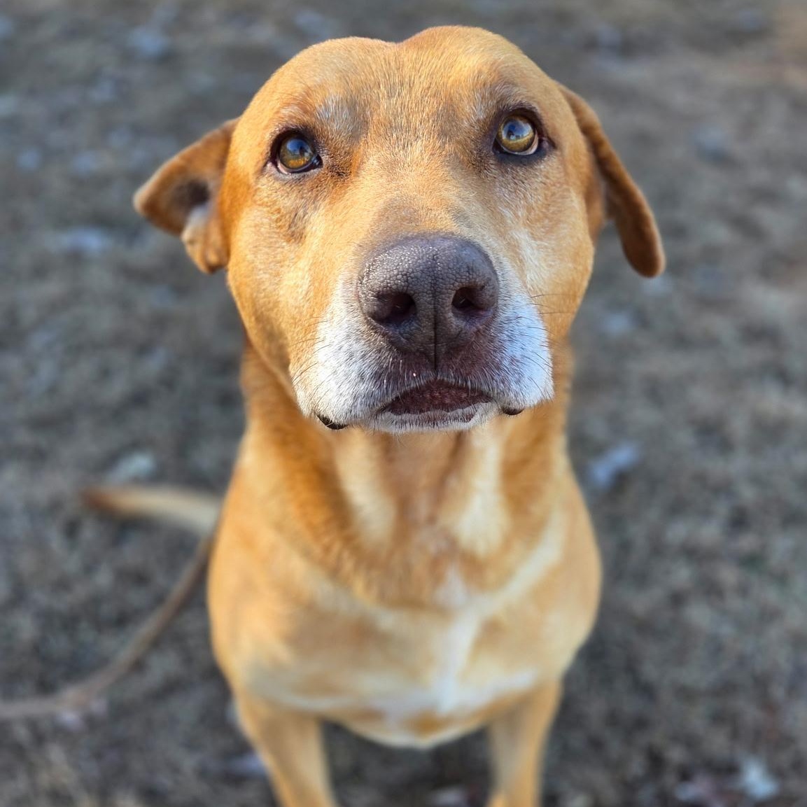 Enlarge Hemmingway, a ADOPTABLE mixed breed in Franklin, NC image 3/4