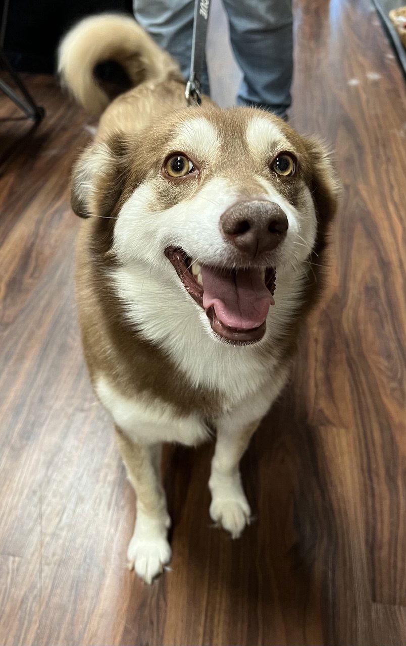 Enlarge Poppi, a Adoptable Siberian Husky in Carrollton, TX image 1/3