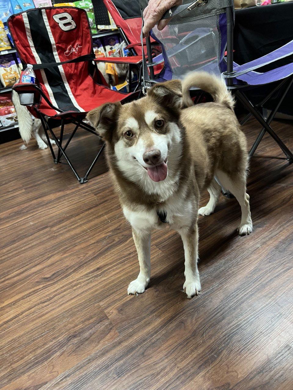 Enlarge Poppi, a Adoptable Siberian Husky in Carrollton, TX image 3/3