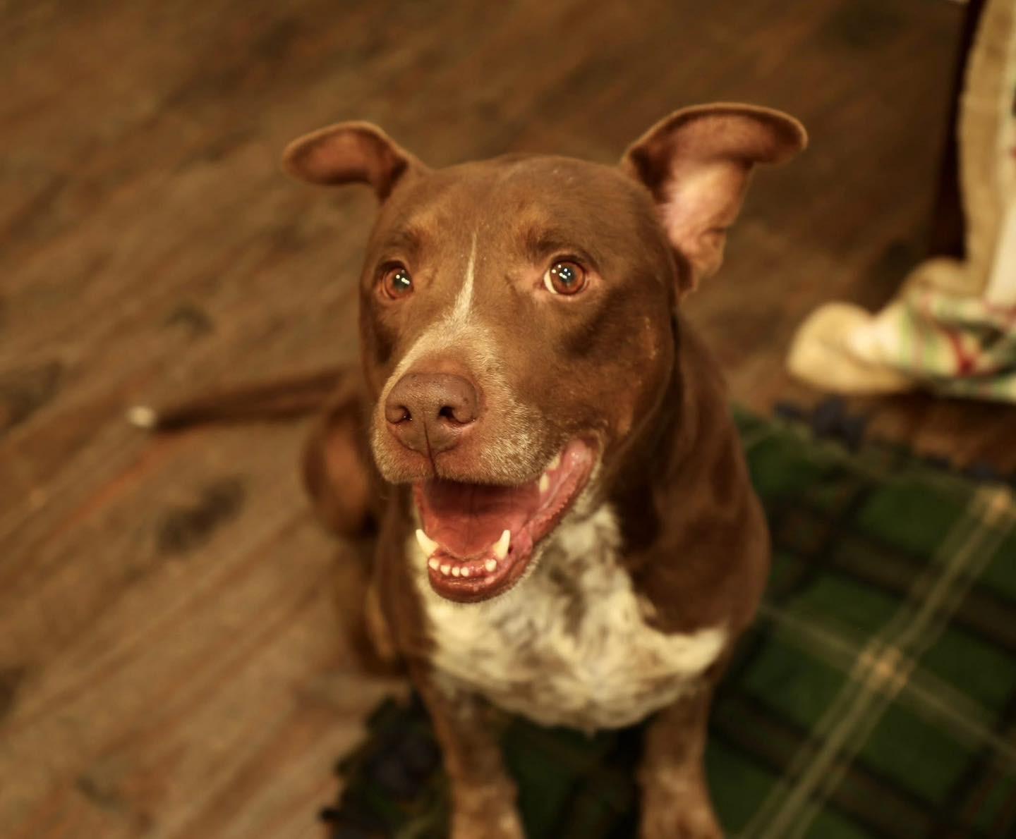 Enlarge Roxy, a ADOPTABLE mixed breed in Lawrenceville, GA image 1/1