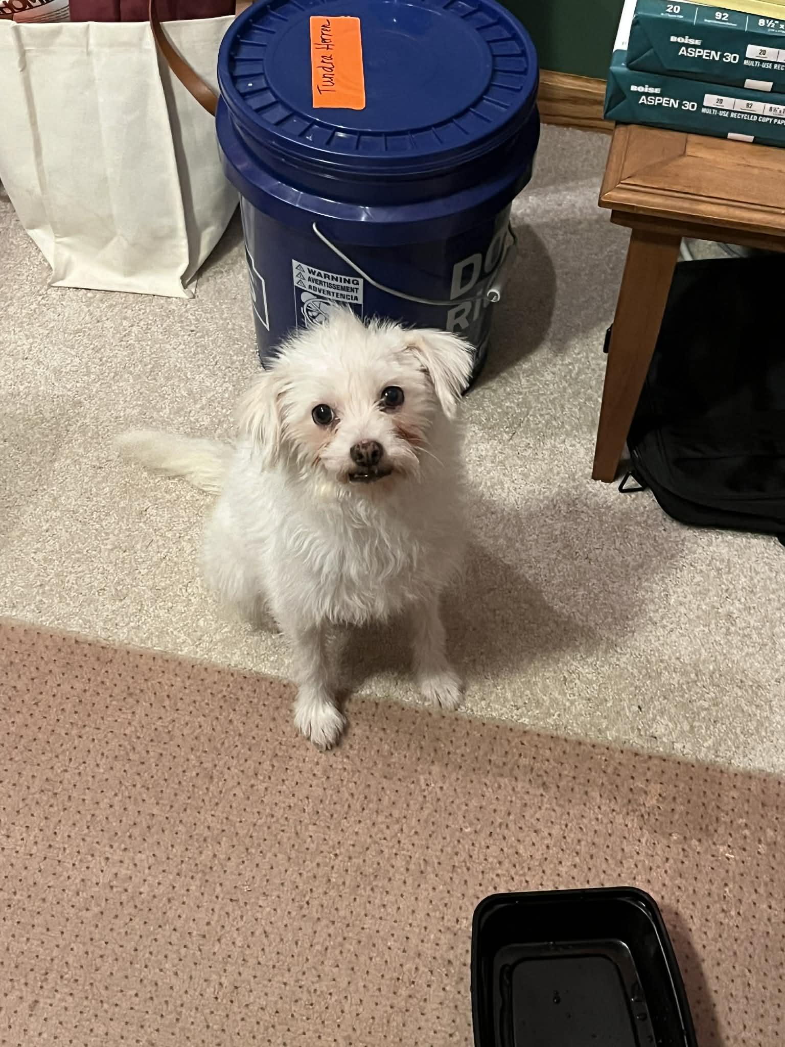 Piglet, Adoptable, Adult Female Maltese.