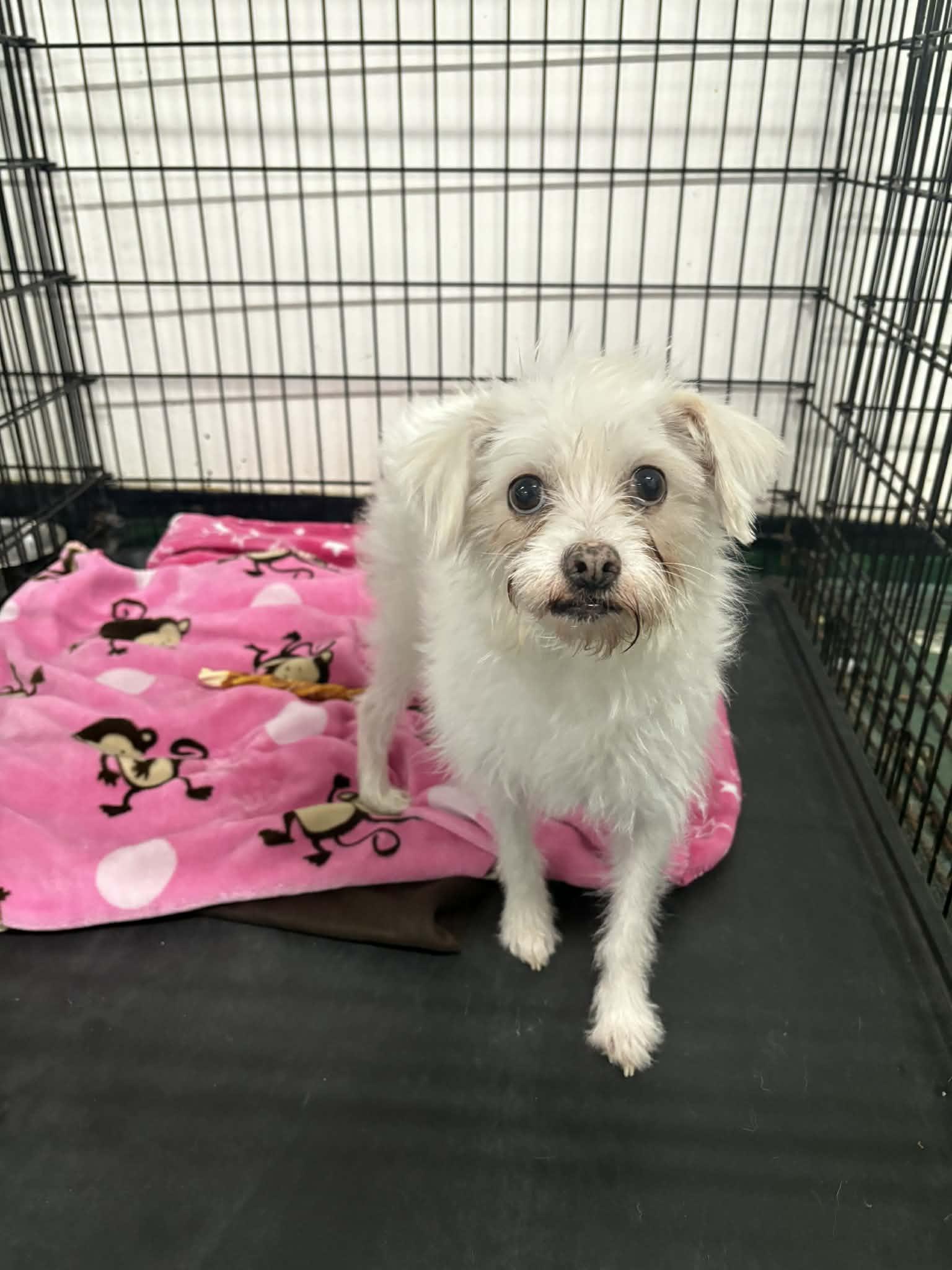 Enlarge Piglet, a Adoptable mixed breed in Kansas City, MO image 2/6