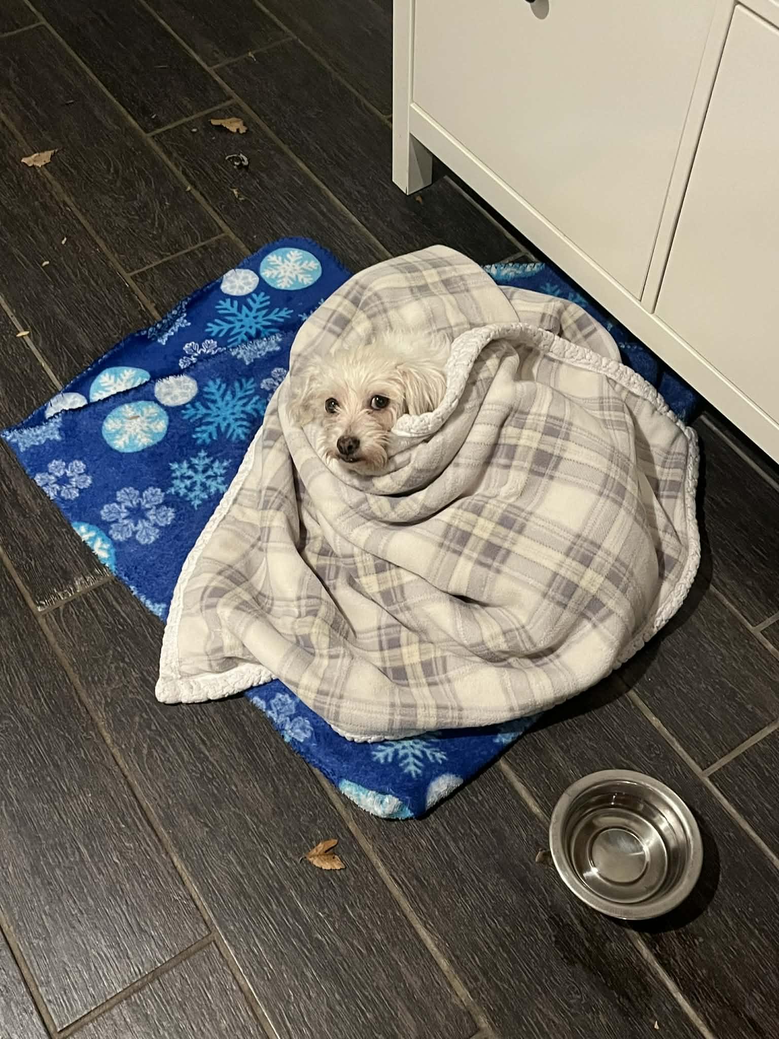 Enlarge Piglet, a Adoptable mixed breed in Kansas City, MO image 3/6