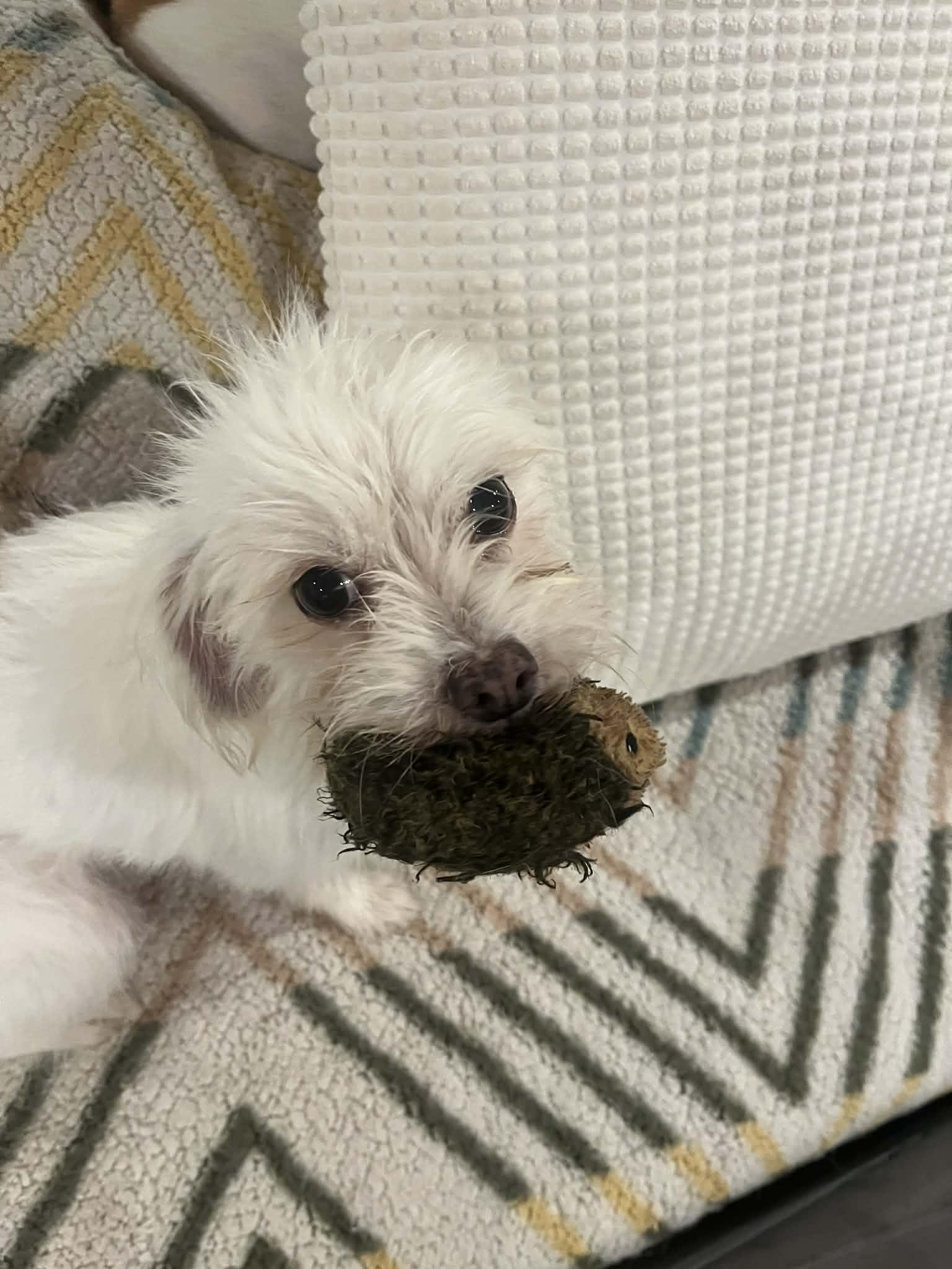 Enlarge Piglet, a Adoptable mixed breed in Kansas City, MO image 5/6