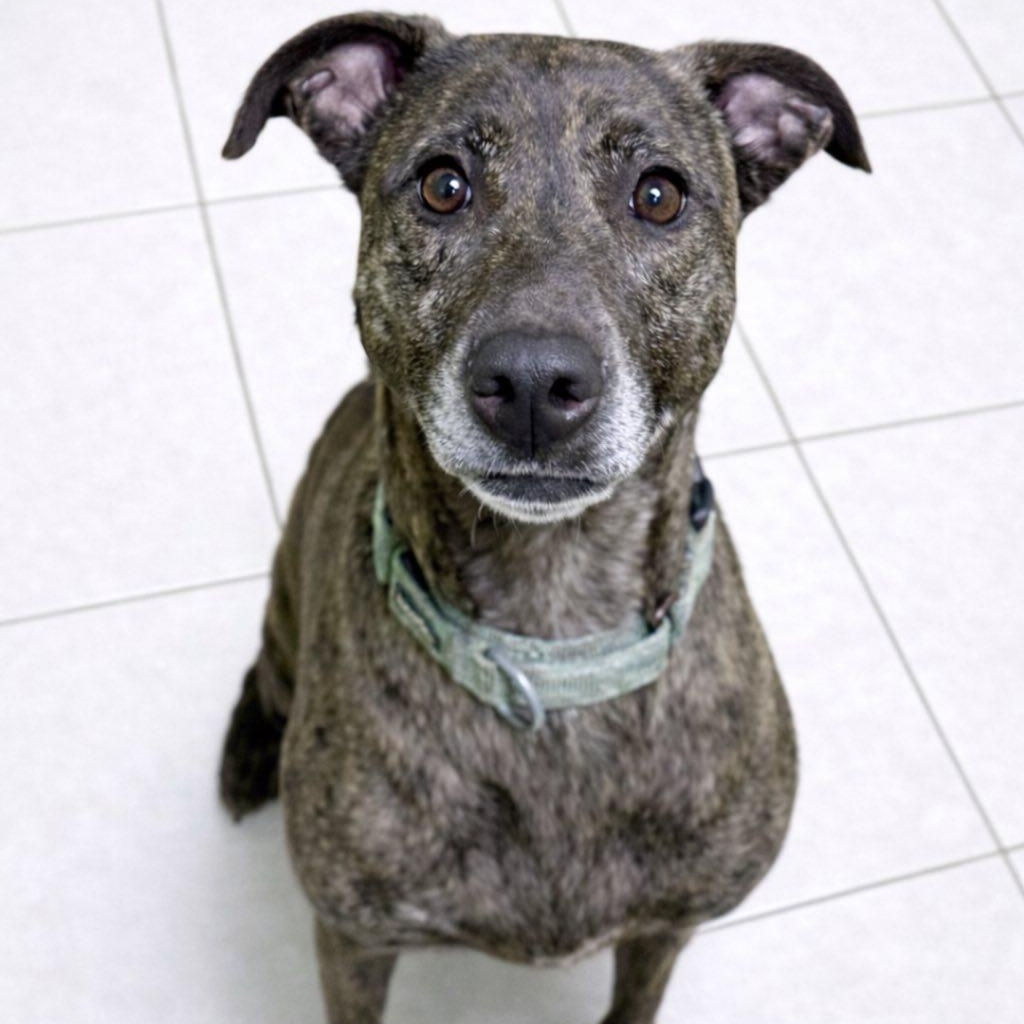 Enlarge Lovo, a ADOPTABLE mixed breed in Battle Creek, MI image 1/1