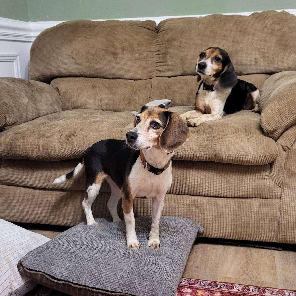Enlarge Lola - Extra Tiny, Adorable Beagle!!, a Adoptable Beagle in Buford, GA image 5/6