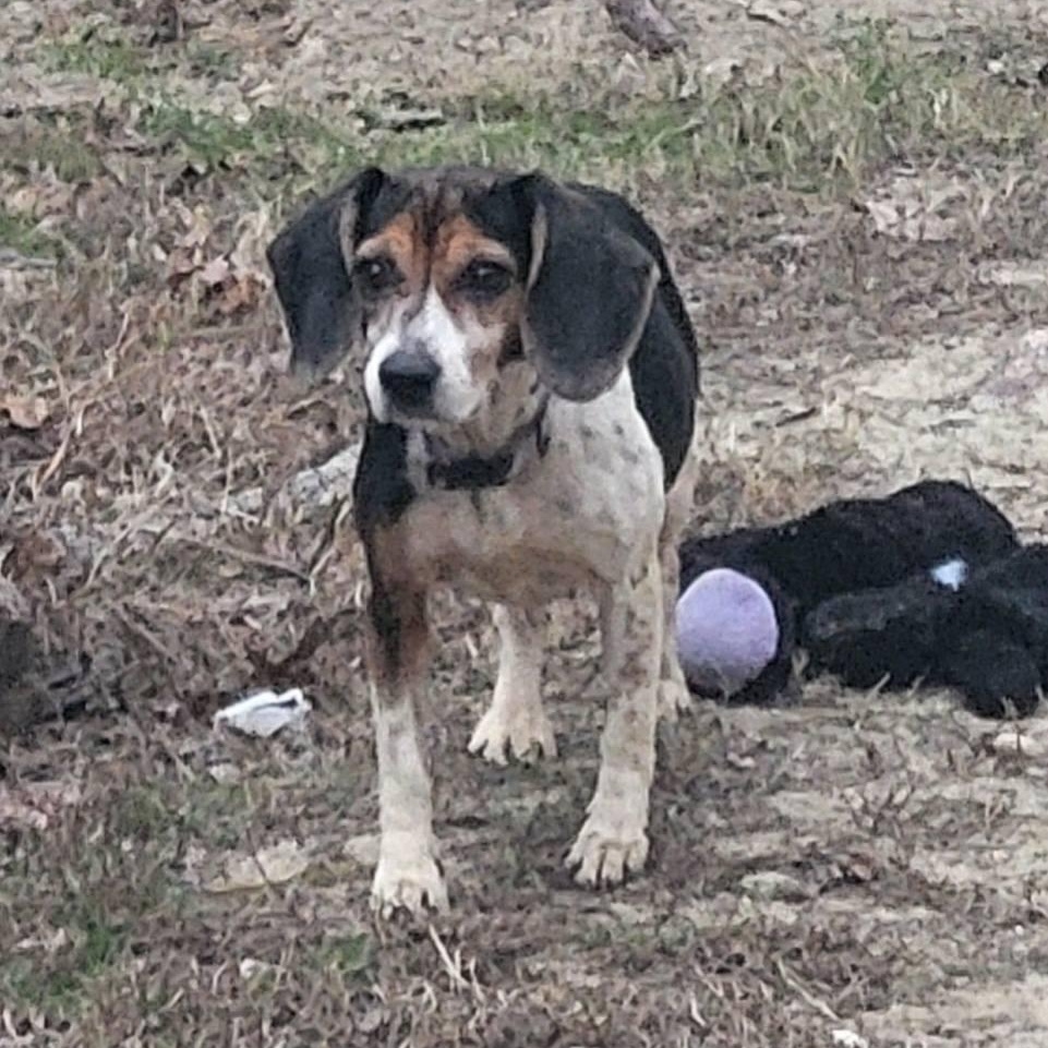 Enlarge Lola - Extra Tiny, Adorable Beagle!!, a Adoptable Beagle in Buford, GA image 2/6