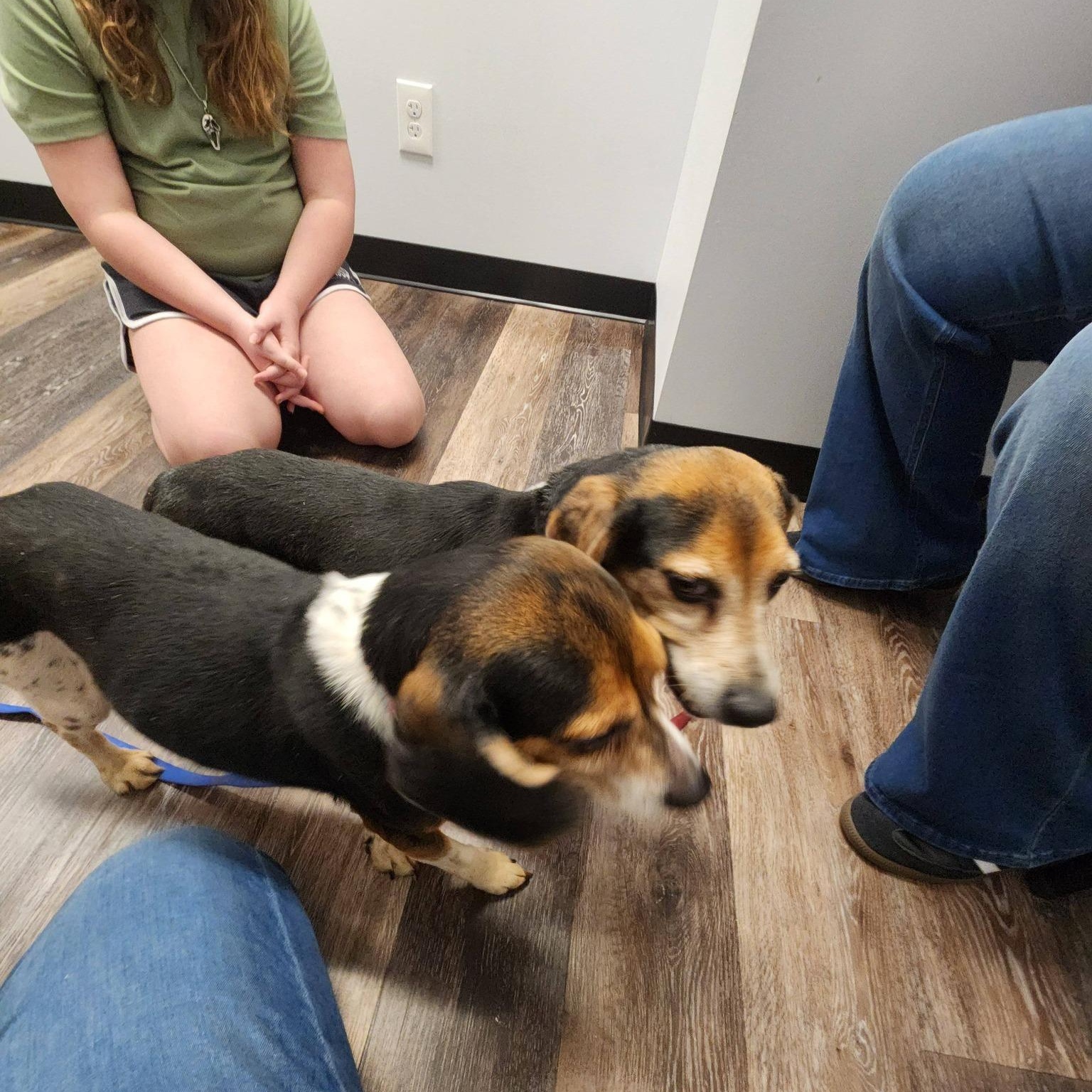 Enlarge Lola - Extra Tiny, Adorable Beagle!!, a Adoptable Beagle in Buford, GA image 6/6