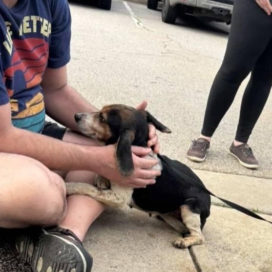 Enlarge Lola - Extra Tiny, Adorable Beagle!!, a Adoptable Beagle in Buford, GA image 3/6