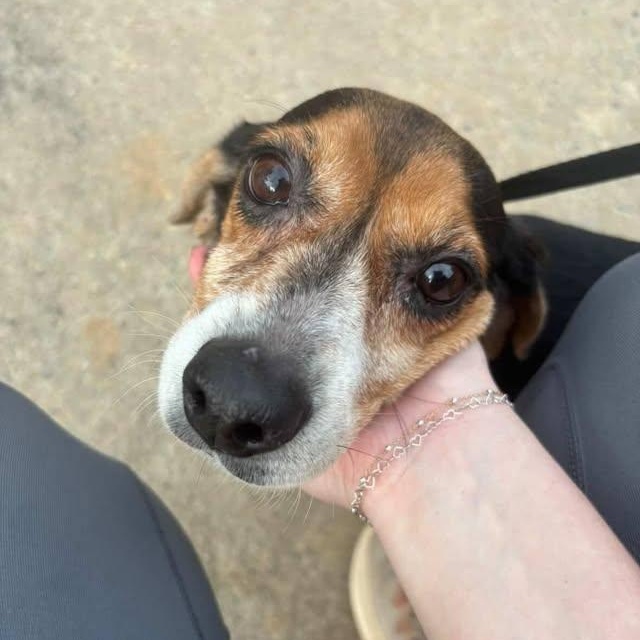 Enlarge Lola - Extra Tiny, Adorable Beagle!!, a Adoptable Beagle in Buford, GA image 1/6