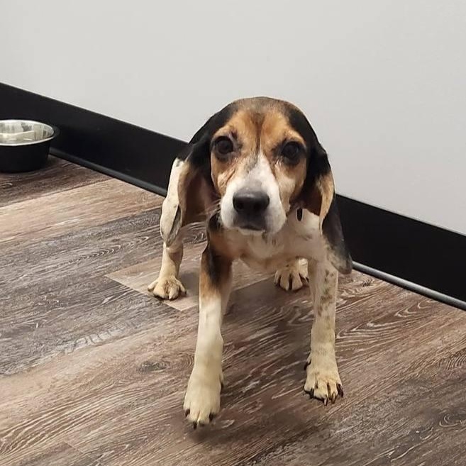 Enlarge Lola - Extra Tiny, Adorable Beagle!!, a Adoptable Beagle in Buford, GA image 4/6