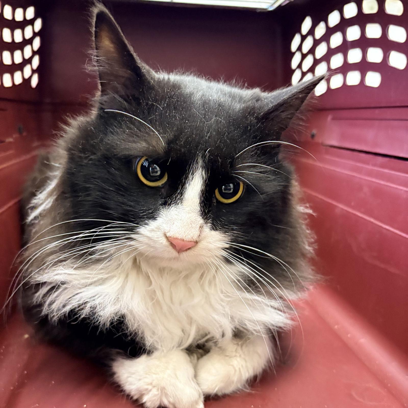 Alan, Adopted, Young Male Domestic Long Hair.