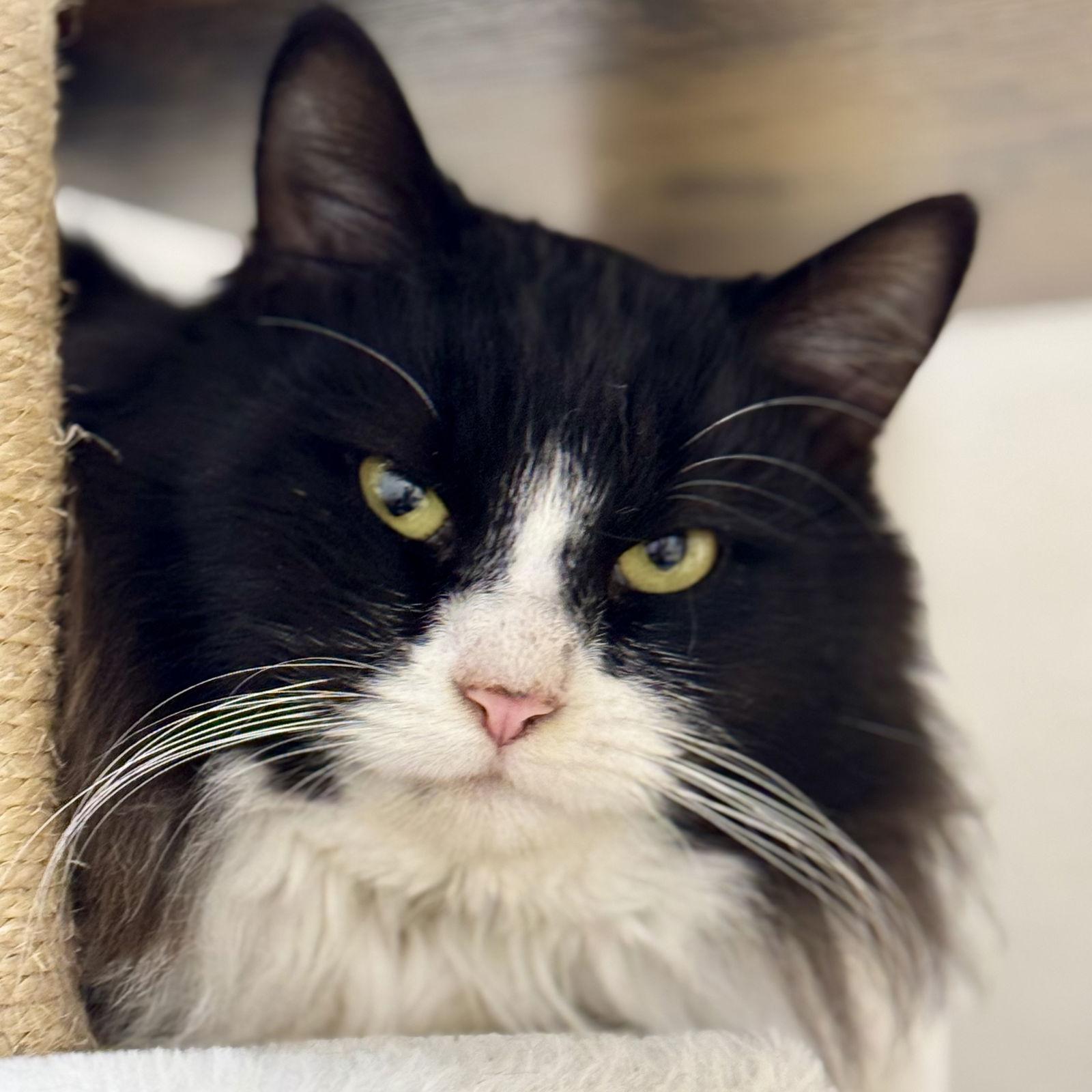 Enlarge Alan, a Adopted Domestic Long Hair in Winchendon, MA image 2/2