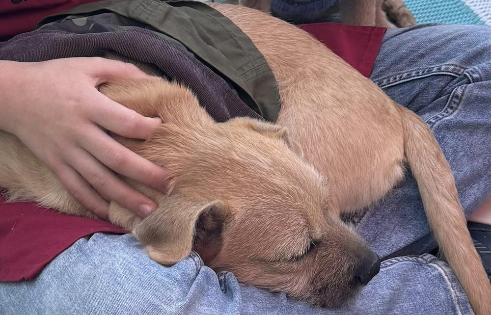 Enlarge Halloween- Toffee, a Adoptable mixed breed in Bonita, CA image 1/4